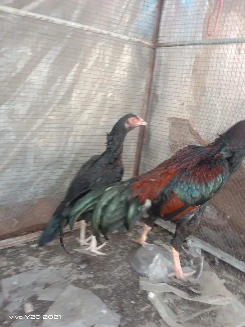 Dasi & Aseel male , female and eggs available — photo 9