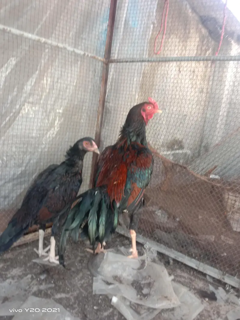 Dasi & Aseel male , female and eggs available — photo 10
