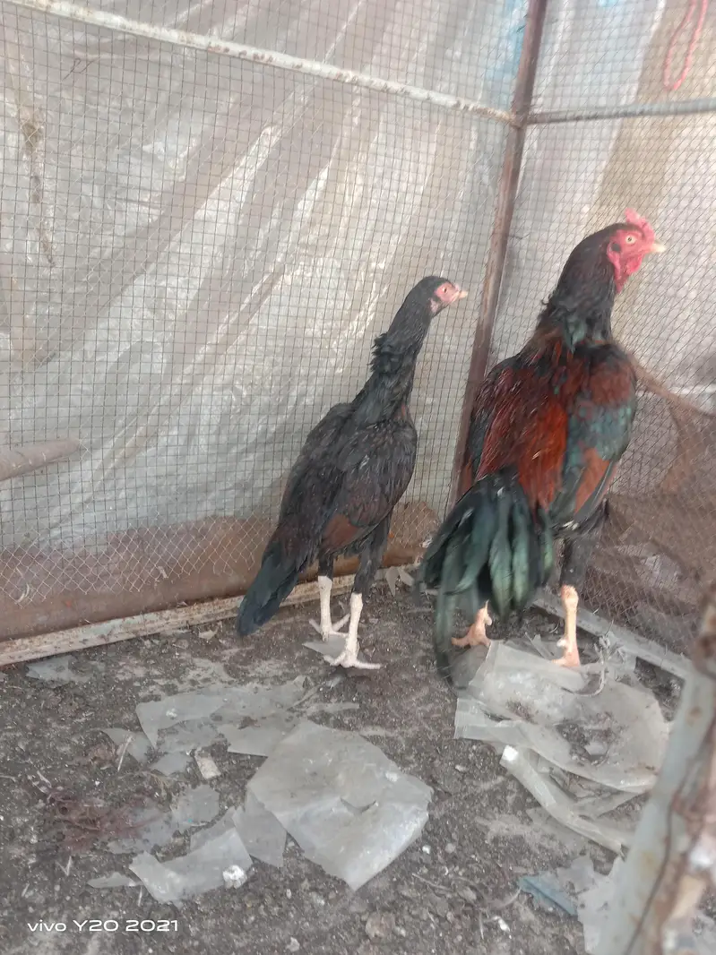Dasi & Aseel male , female and eggs available — photo 11