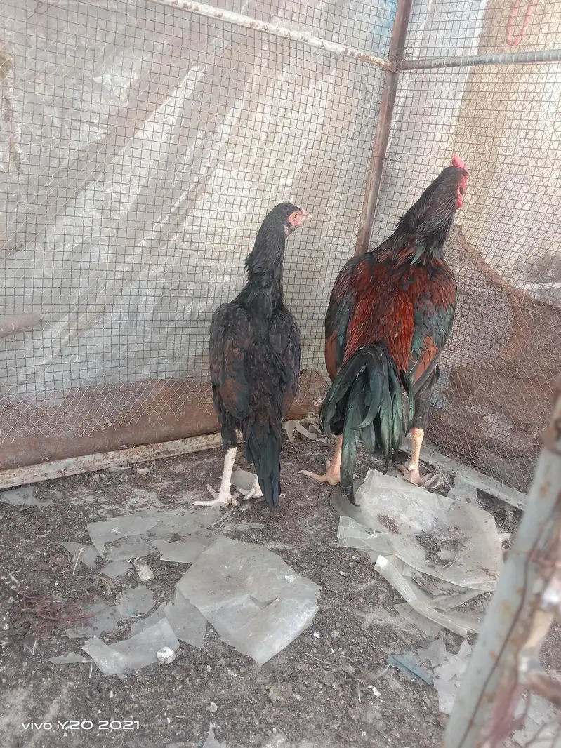 Dasi & Aseel male , female and eggs available — photo 12