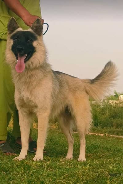 desi bigyali mail age 8 month for sale