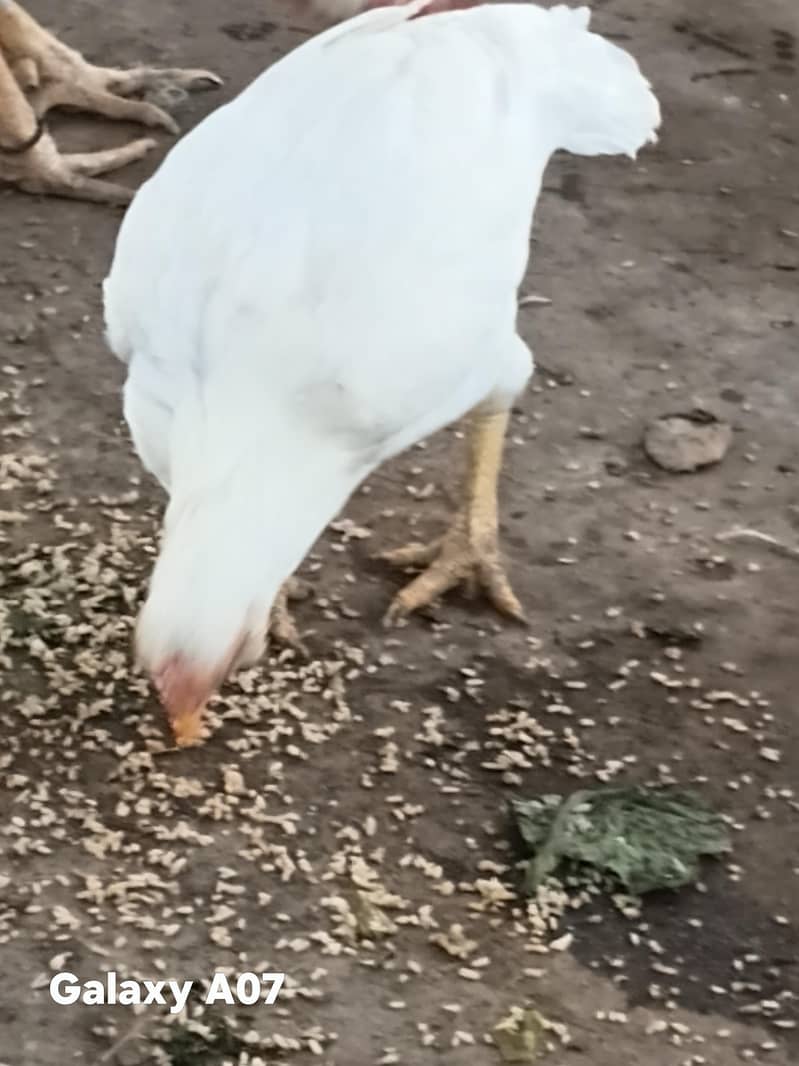 Hera pir 4