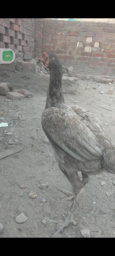 aseel murgi