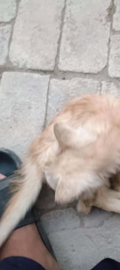 cat for sale