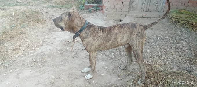 kohati bully dog