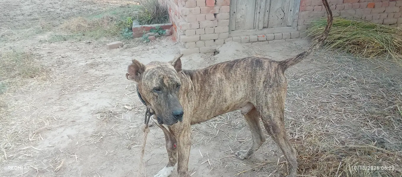 kohati bully dog — photo 2