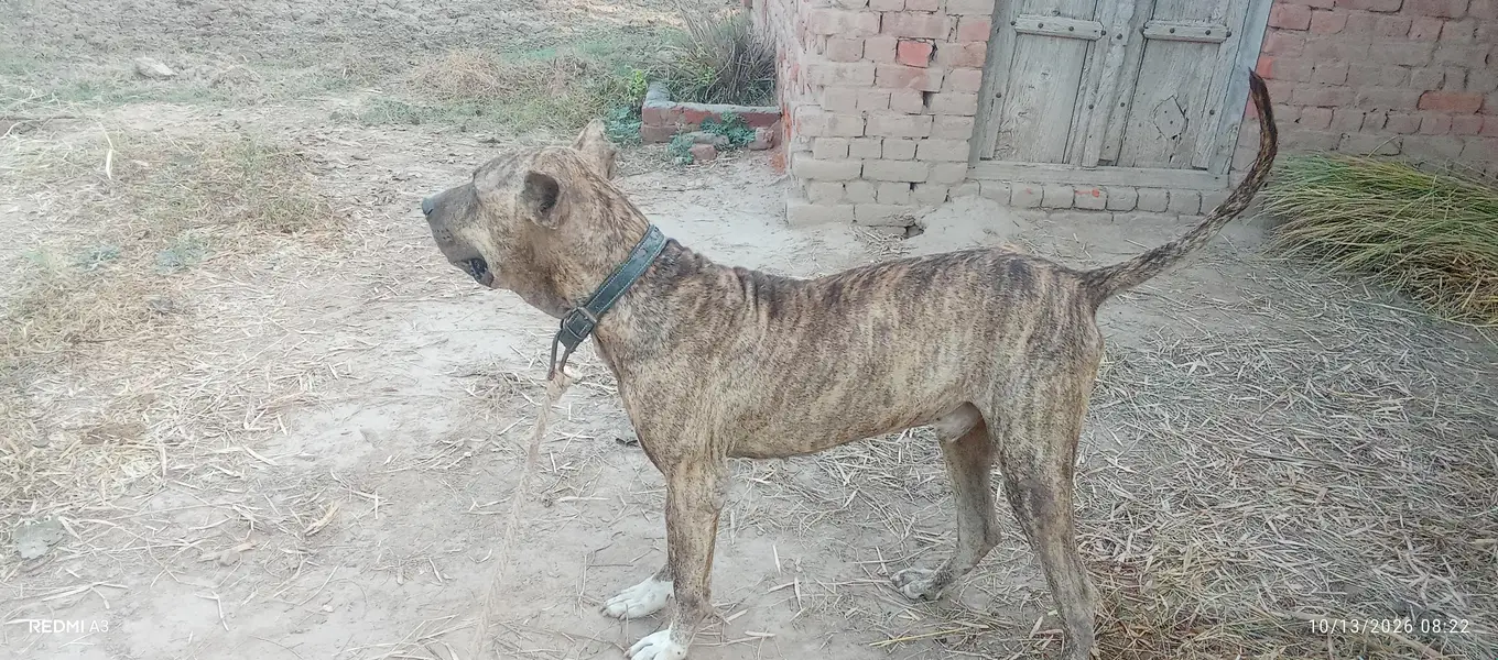 kohati bully dog — photo 3