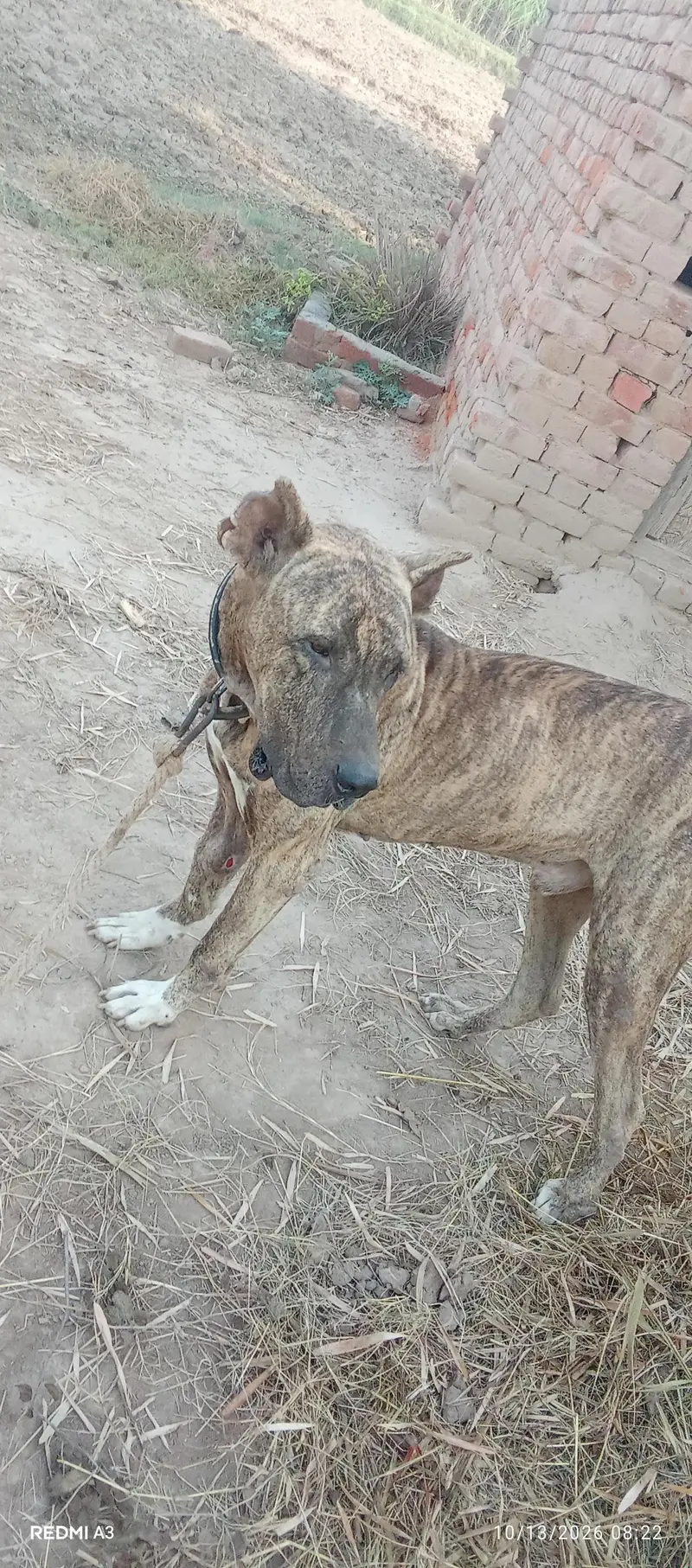 kohati bully dog — photo 4