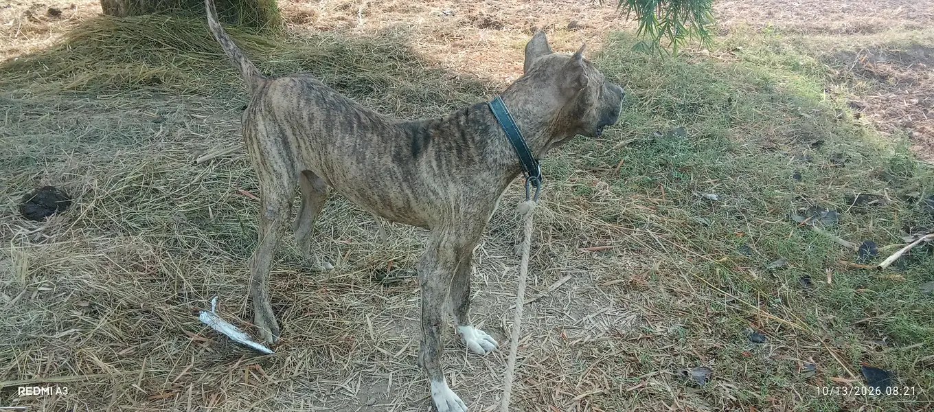 kohati bully dog — photo 5