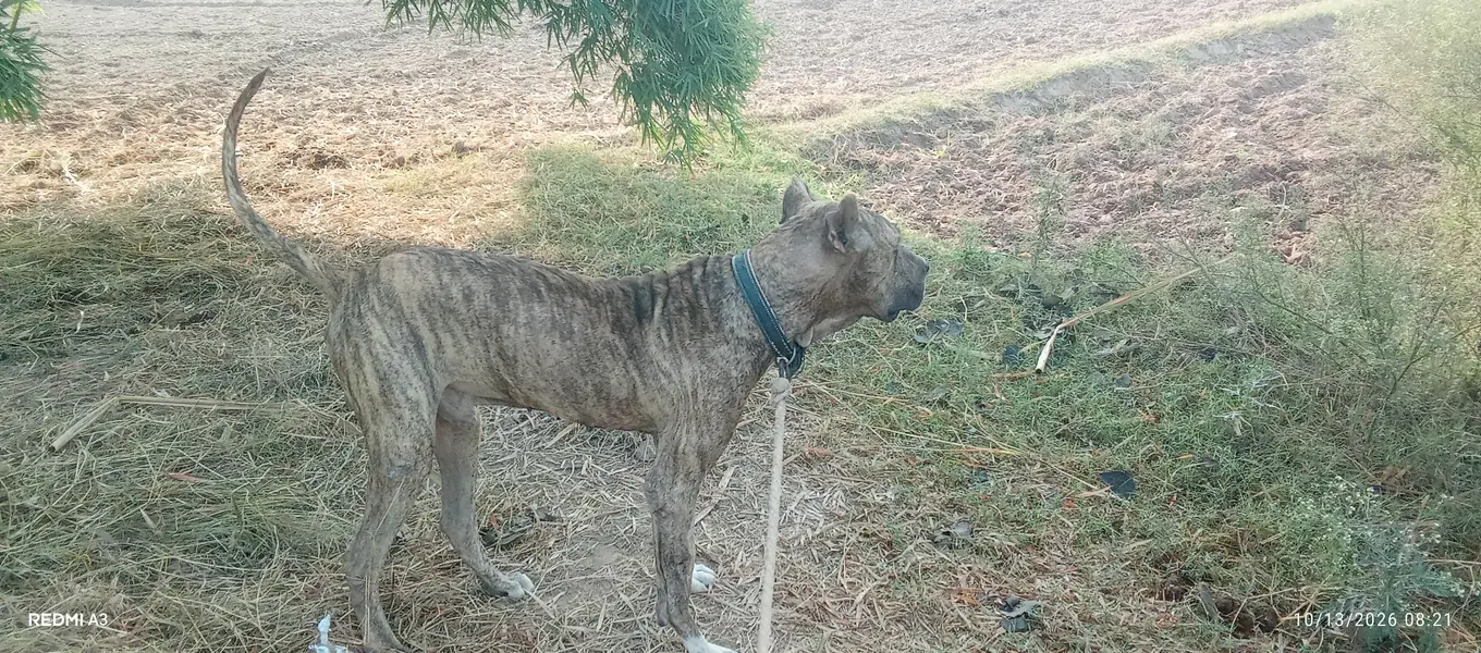 kohati bully dog — photo 6