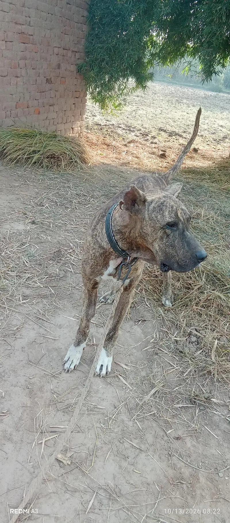 kohati bully dog — photo 7