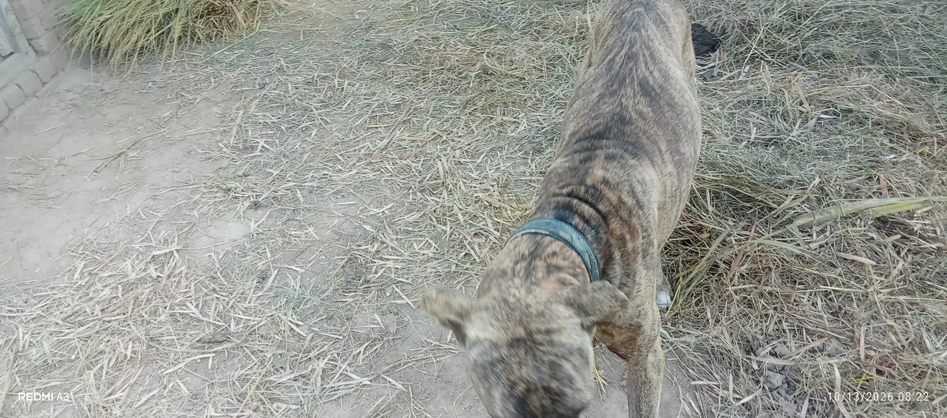 kohati bully dog — photo 8