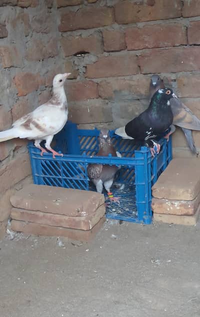 lathy kabutar 7 piece per 550 final