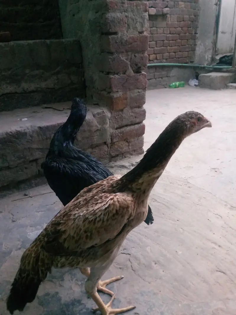 aseel dragon or shamo maadi — photo 2