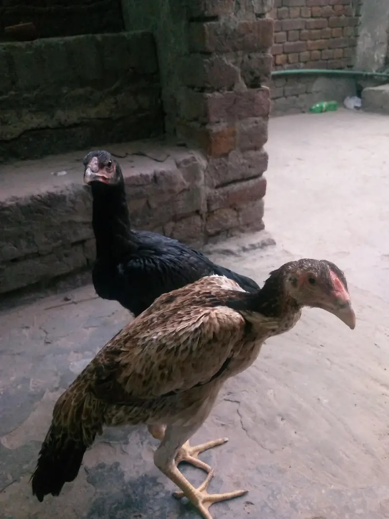aseel dragon or shamo maadi — photo 3