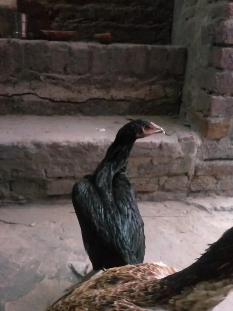 aseel dragon or shamo maadi — photo 4