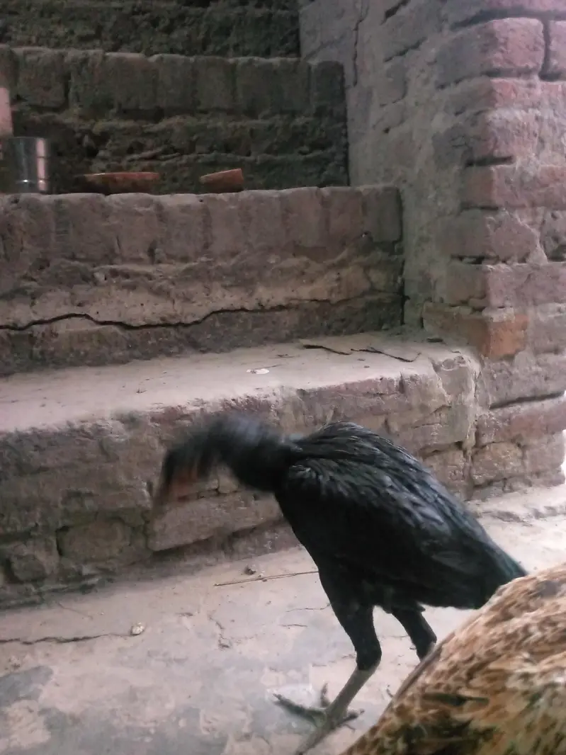 aseel dragon or shamo maadi — photo 5