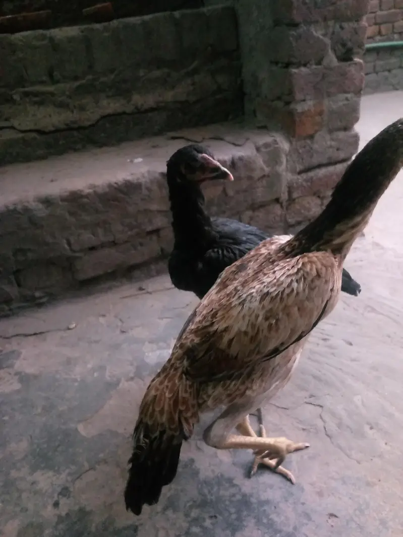 aseel dragon or shamo maadi — photo 6