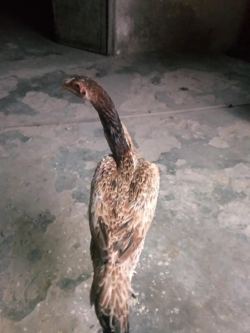 aseel dragon or shamo maadi — photo 10
