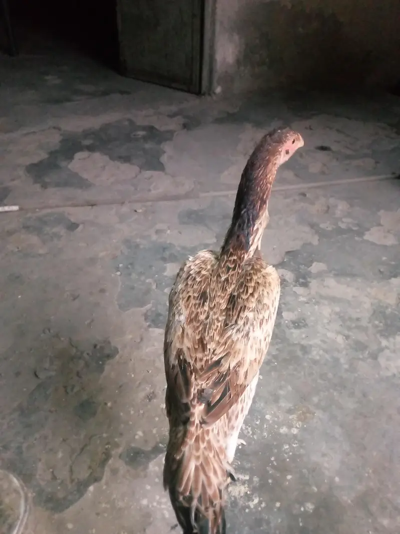 aseel dragon or shamo maadi — photo 11