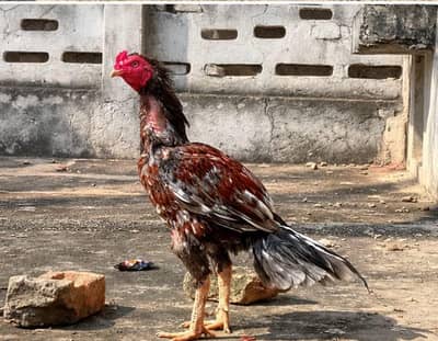 Aseel lakha high quality breeder for sell