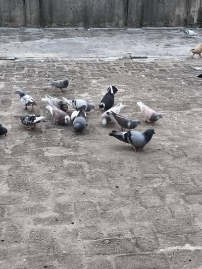 mix pigeons achi naslon ke in cheap price very urgent sale