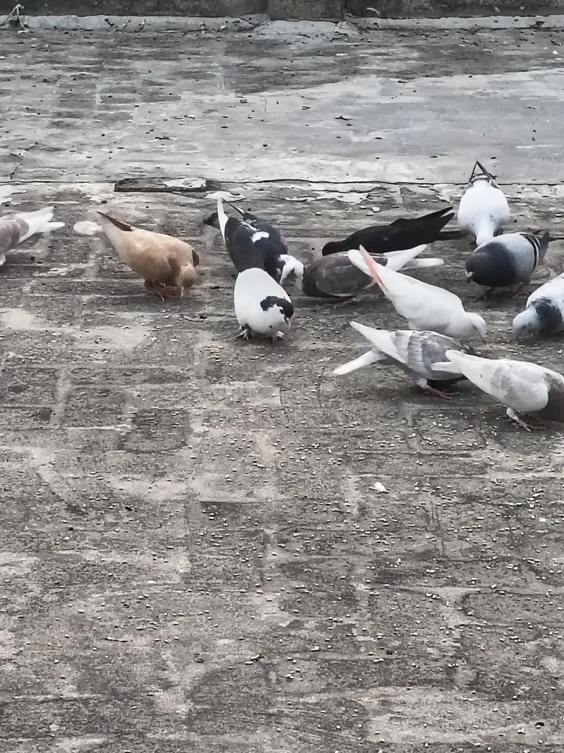 mix pigeons achi naslon ke in cheap price very urgent sale — photo 2