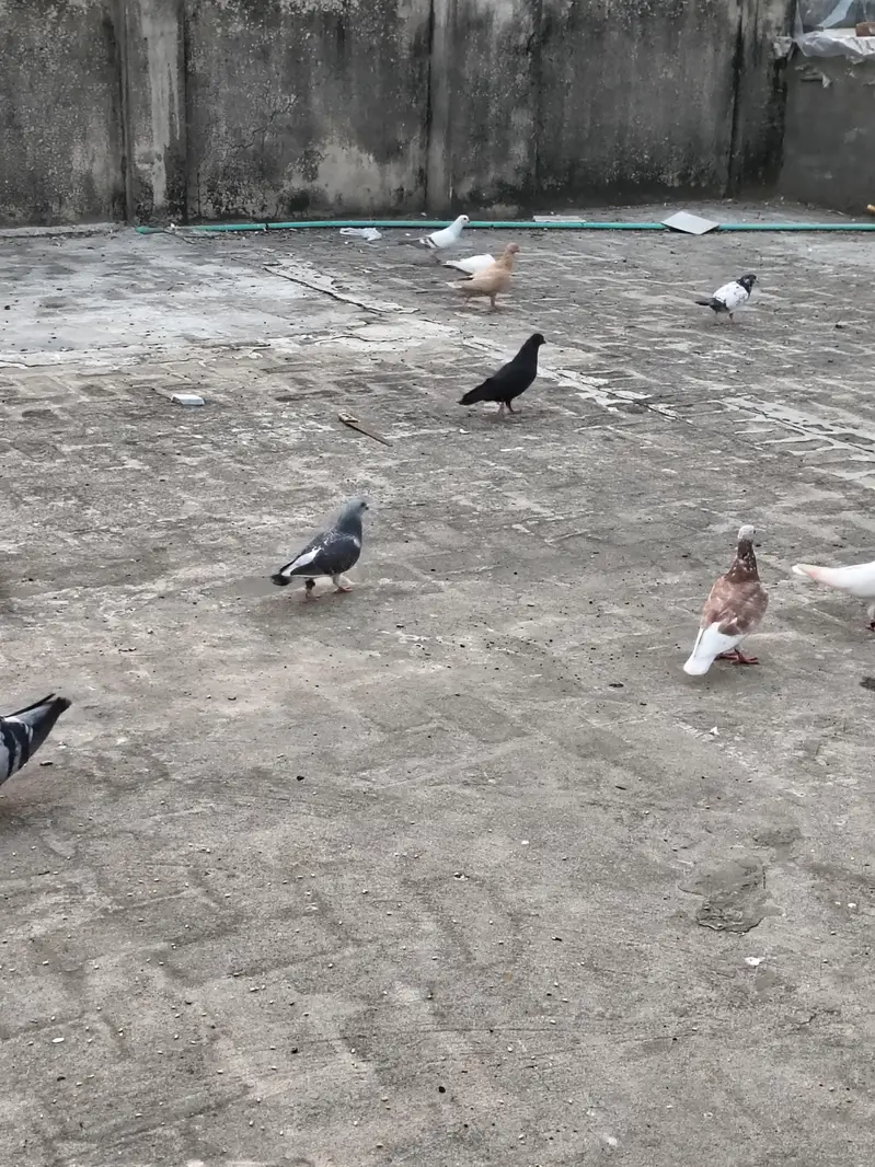 mix pigeons achi naslon ke in cheap price very urgent sale — photo 3