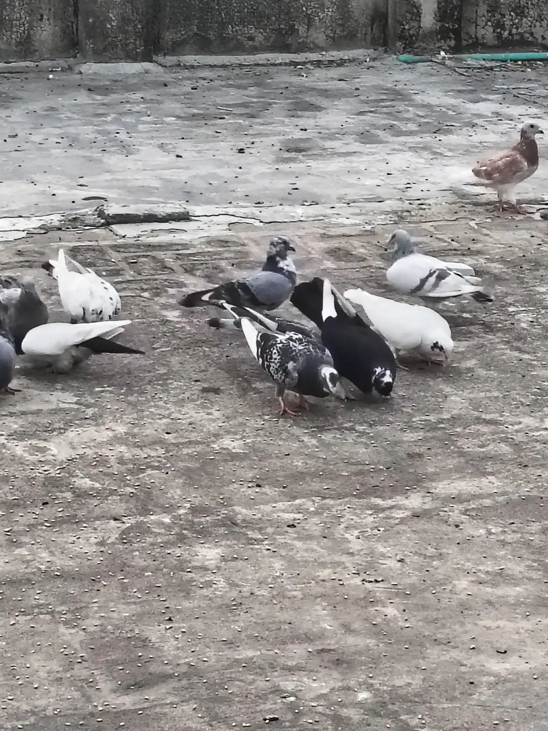 mix pigeons achi naslon ke in cheap price very urgent sale — photo 4
