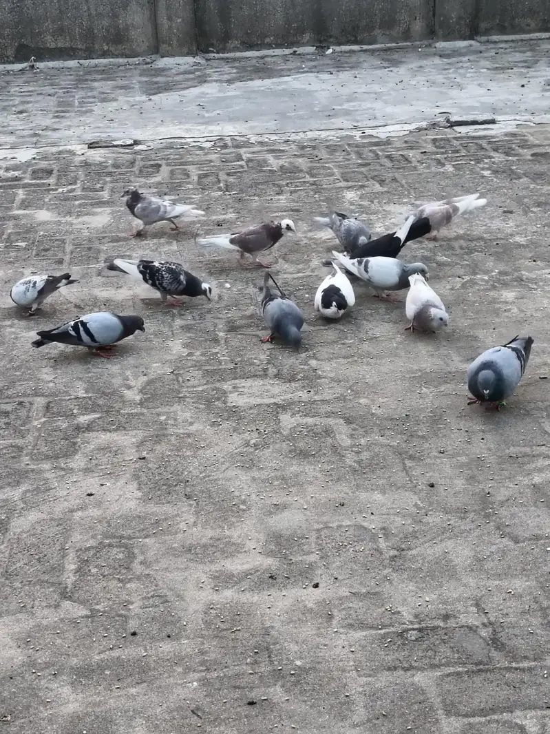 mix pigeons achi naslon ke in cheap price very urgent sale — photo 5