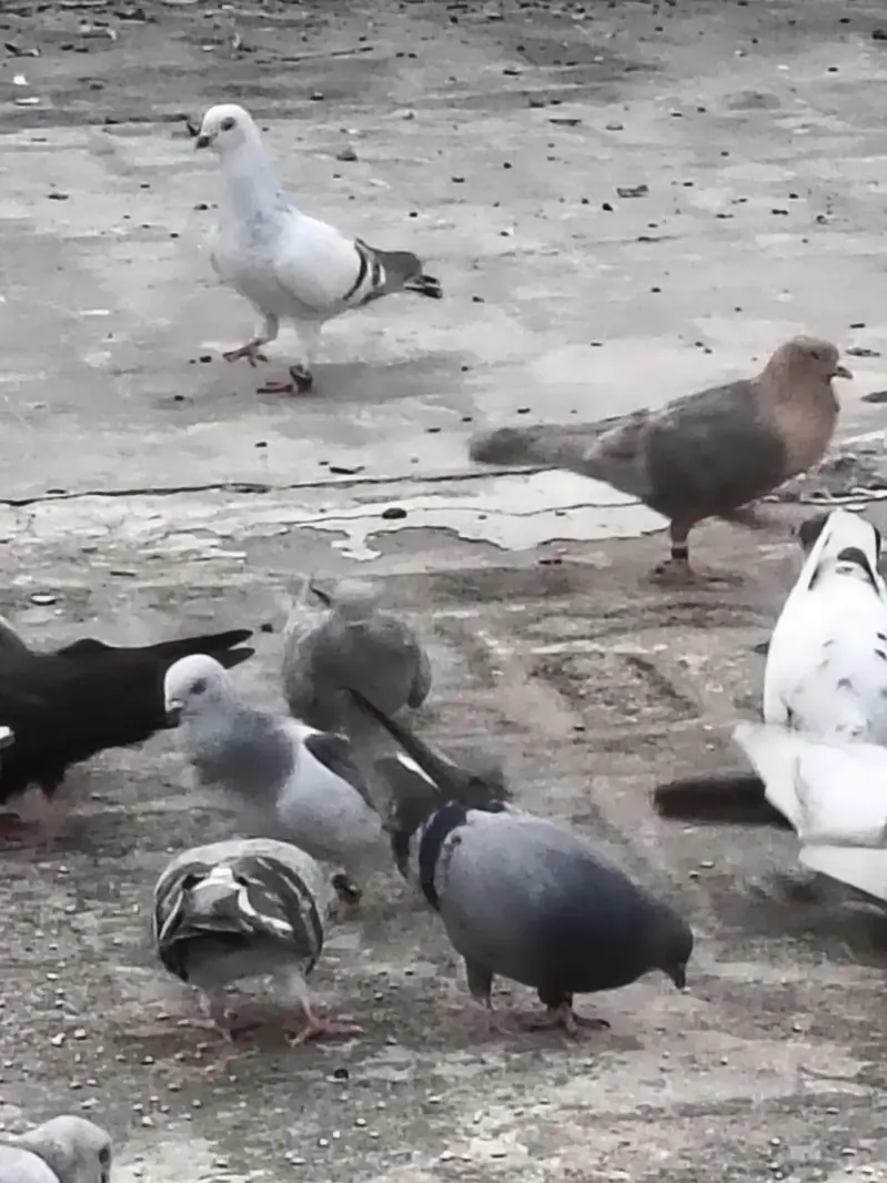 mix pigeons achi naslon ke in cheap price very urgent sale — photo 6