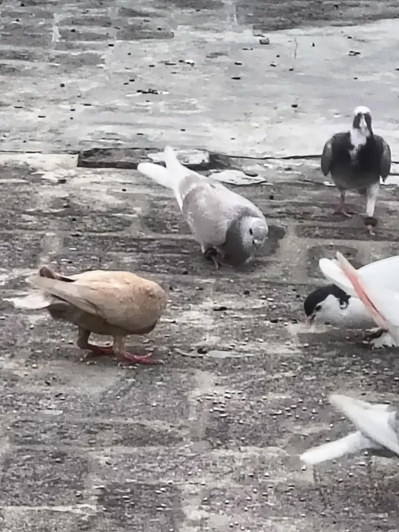 mix pigeons achi naslon ke in cheap price very urgent sale — photo 7