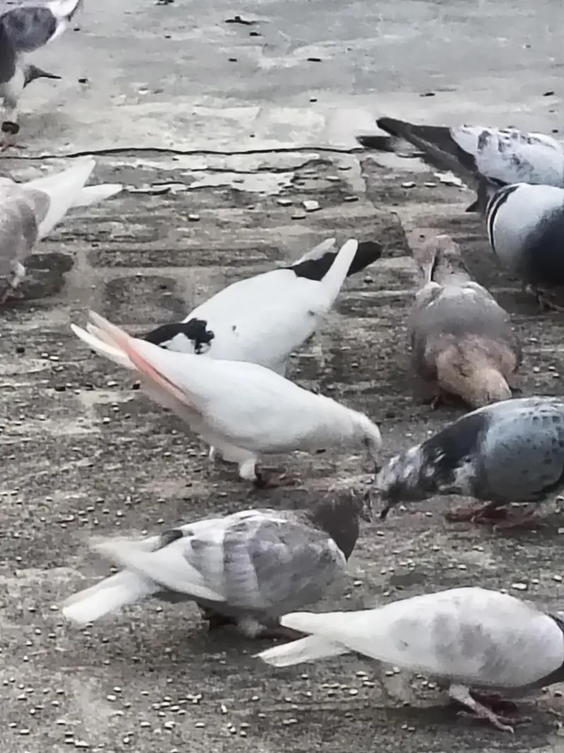 mix pigeons achi naslon ke in cheap price very urgent sale — photo 8