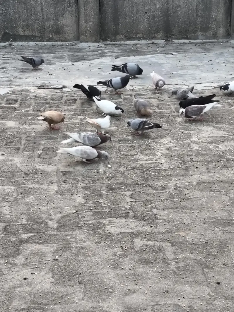 mix pigeons achi naslon ke in cheap price very urgent sale — photo 9