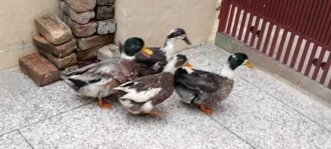 Egg laying ducks
