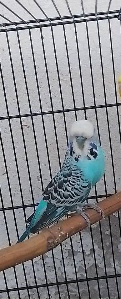 Exibition Blue Male Budgies (Budgerigar) Australian Parrots (Bajri).