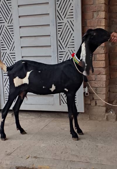 Beetal Bakri Gabban
