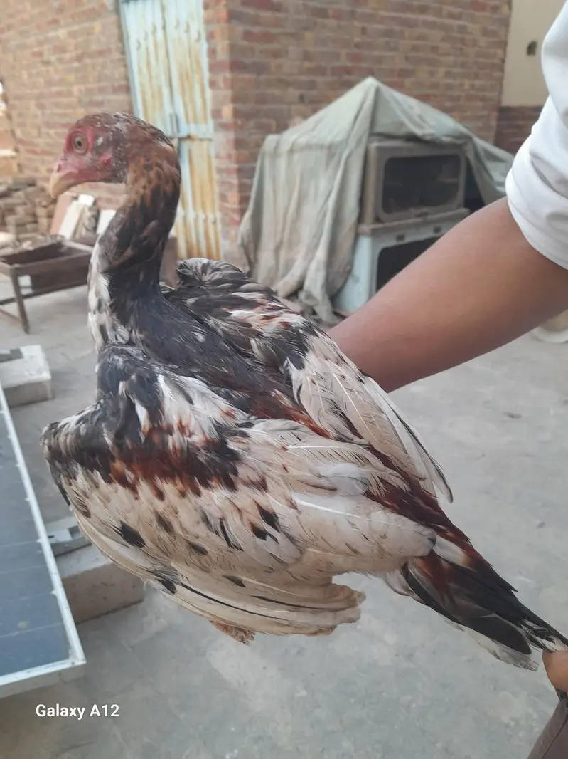 aseel lake murge for sale — photo 2