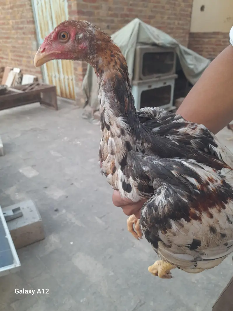 aseel lake murge for sale — photo 3