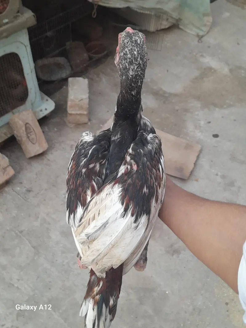 aseel lake murge for sale — photo 12