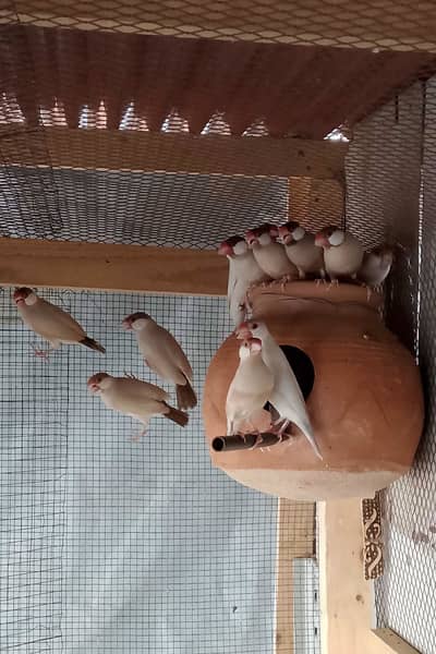 Java Breeder Pairs, Fawn, Albino, Opal, White