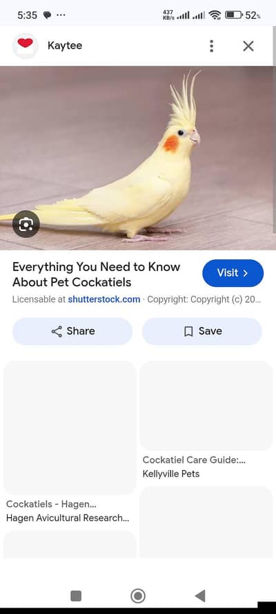 cream cockatiel pathay required