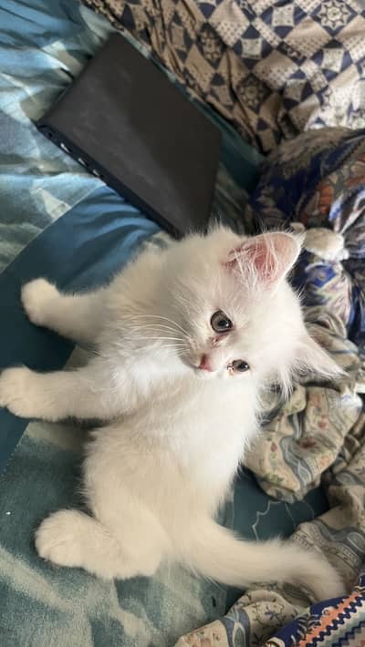 Persian Kittens