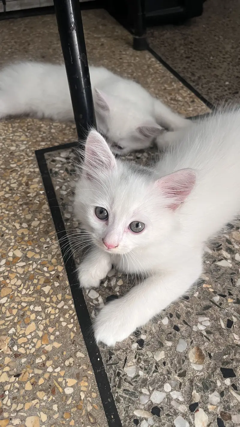 Persian Kittens — photo 2