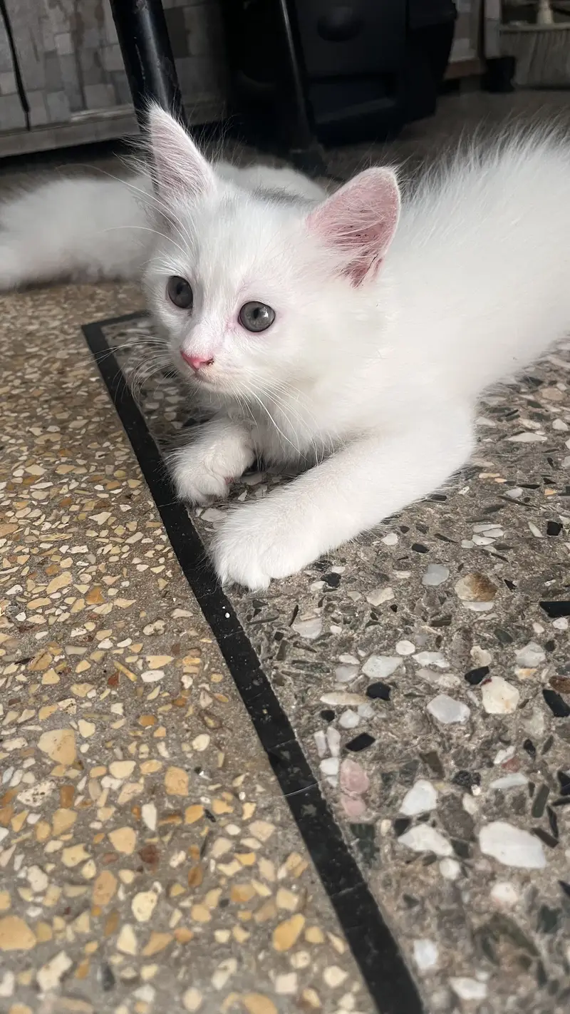 Persian Kittens — photo 3