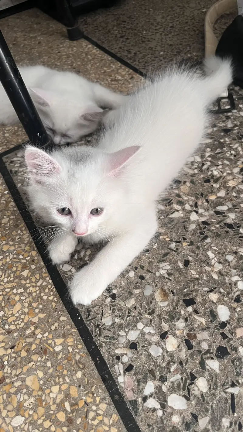 Persian Kittens — photo 4
