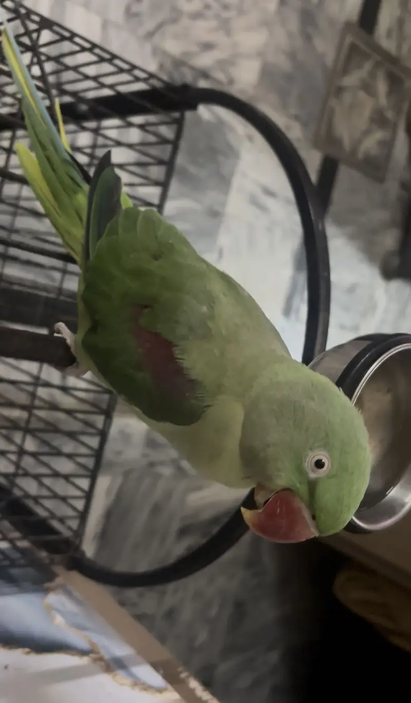 Raw female breeder — photo 2