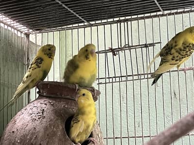 Australian parrot Healthy