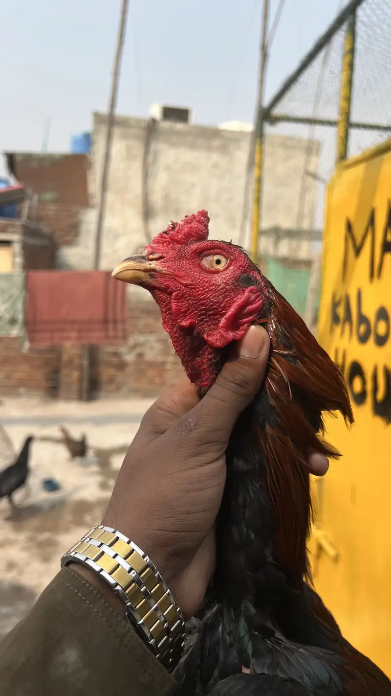 Aseel birds available for sale munasib price mein — photo 2