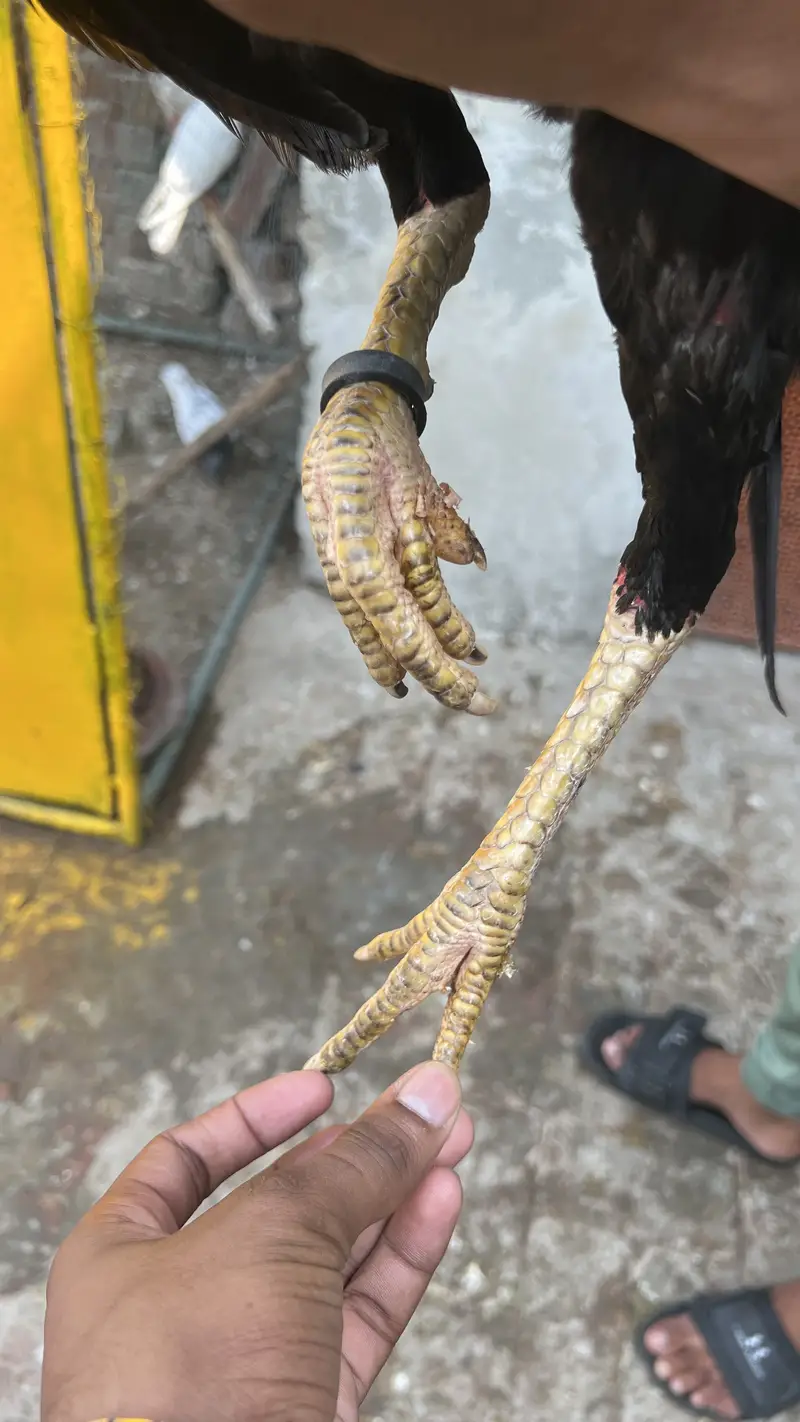Aseel birds available for sale munasib price mein — photo 3